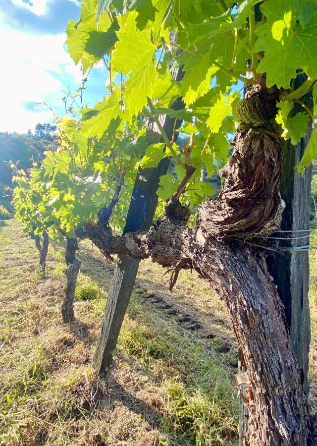 Private Douro- Quinta Das Susandas 梅骚·弗里奥 外观 照片