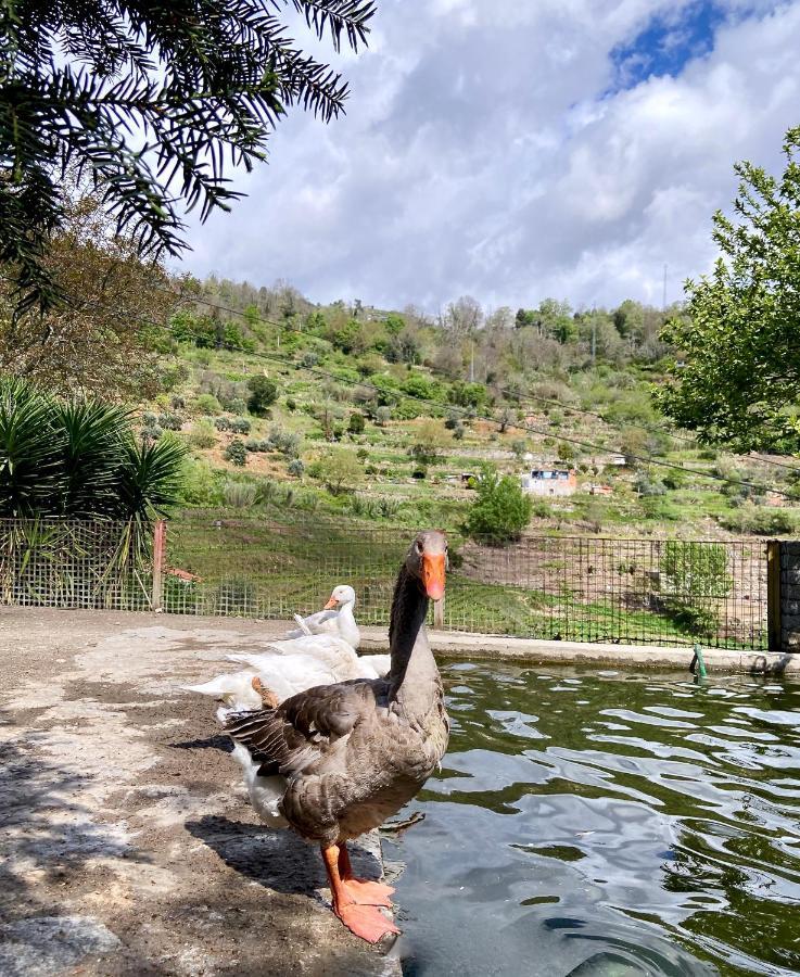Private Douro- Quinta Das Susandas 梅骚·弗里奥 外观 照片